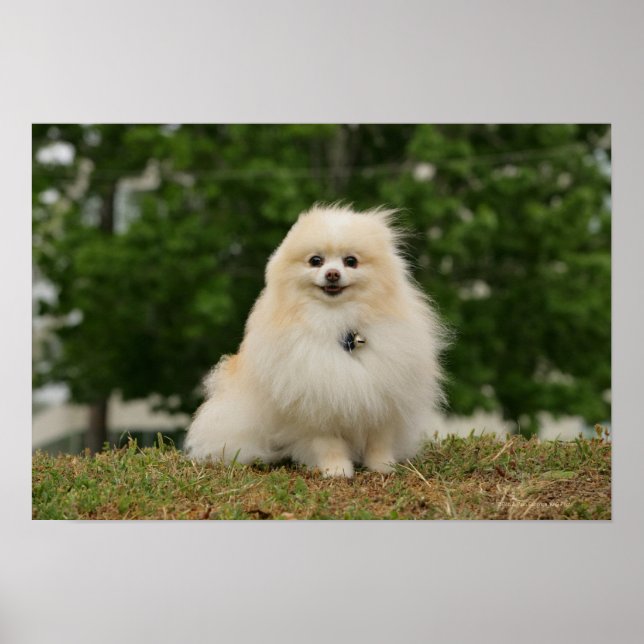 Pôster Pomeraning Sitting (Frente)