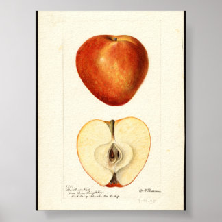 Poster Pomological Watercolor Marshall Red