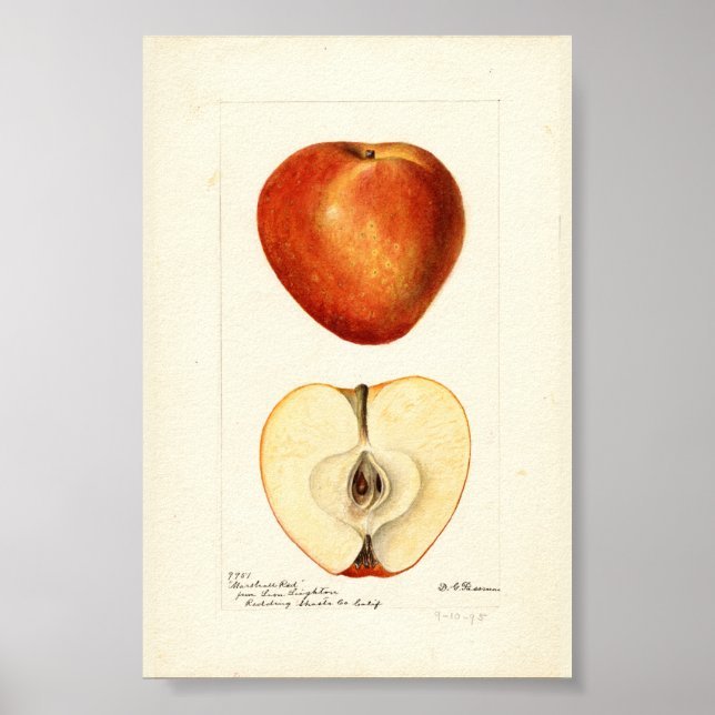 Poster Pomological Watercolor Marshall Red Scrapbook Page (Frente)