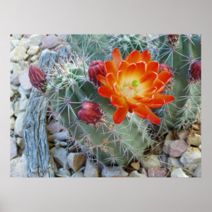 Pôster Ponche Claret