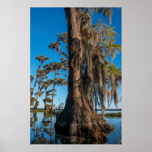Poster Pond Cypress Tree em um Swamp