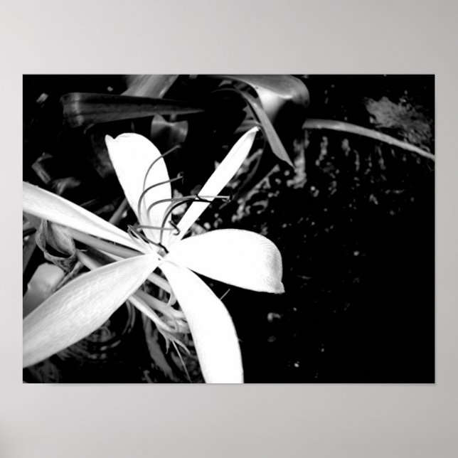 Poster Pond Lily (Frente)