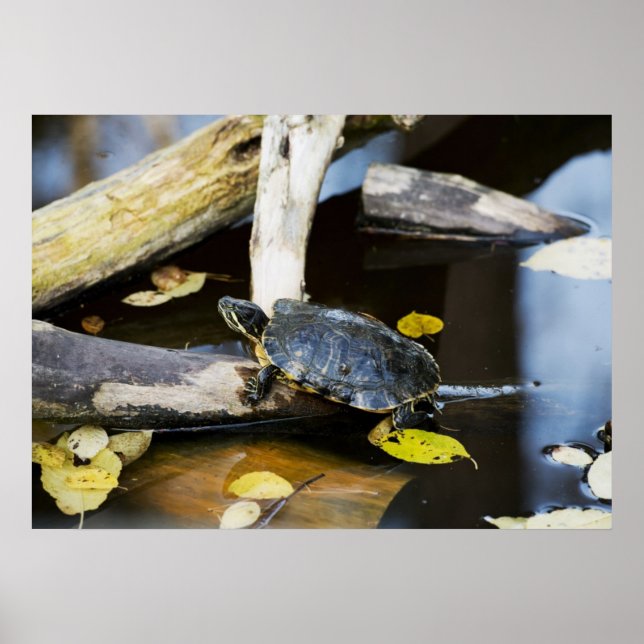 Pôster Pond slider turtle in the wild (Frente)