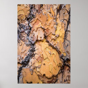 Poster Ponderosa pine latido, Washington