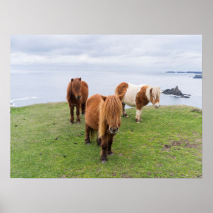 Poster Pône Shetland em Pastagem Perto de Falésias Altas
