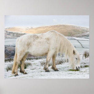 Poster Pônea Branca em Moorland no inverno