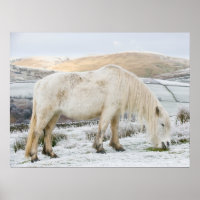 Pônei Branco Fell em Moorland no Inverno