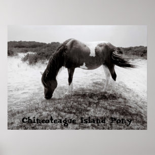 Pôster Pônei da ilha de Chincoteague