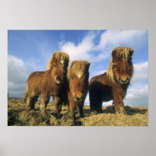 Pôster Pônei Shetland, parte continental das Ilhas Shetla