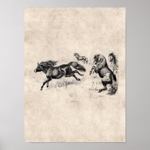 Pôster Pôneis de Shetland do vintage - cavalo 1800's e