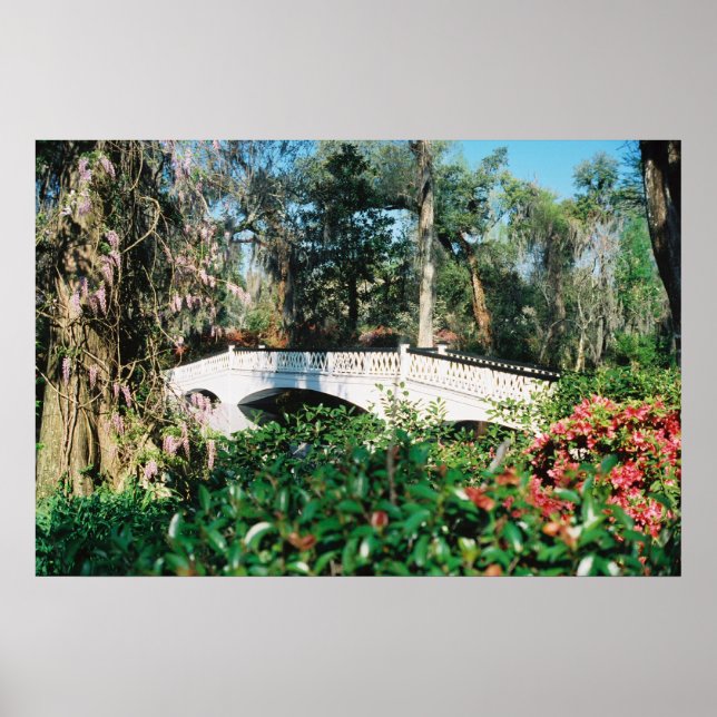 Pôster Ponte Magnolia (Frente)