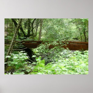 Pôster Ponte Muir Woods I