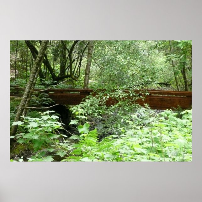 Pôster Ponte Muir Woods I (Frente)