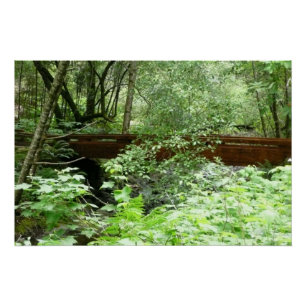 Pôster Ponte Muir Woods I