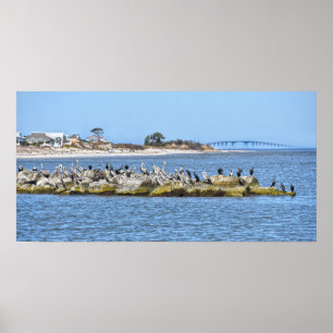 Poster Ponte Pelicans and Cormorants e Dauphin Island