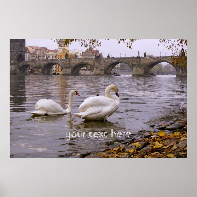 Poster Ponte Swans e Charles em Praga (Frente)