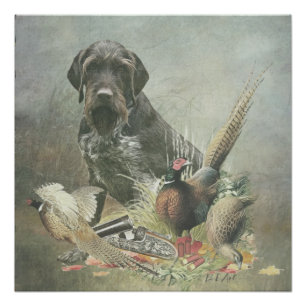 Pôster Ponteiro alemão Wirehaired