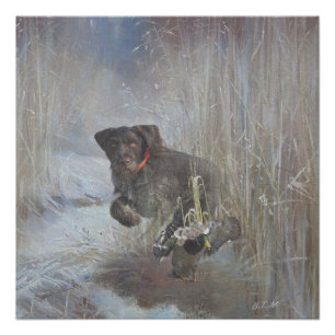Pôster Ponteiro alemão Wirehaired