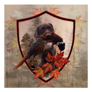 Pôster Ponteiro Alemão Wirehaired com faisão na caça