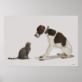 Pôster Ponteiro olhando para o gato