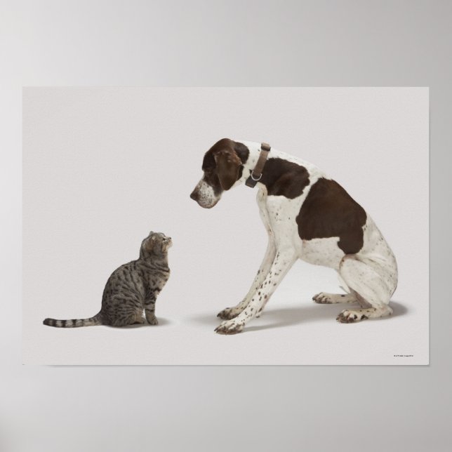 Pôster Ponteiro olhando para o gato (Frente)