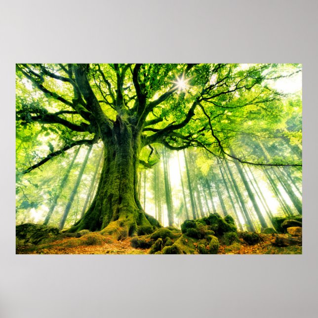 Poster Ponthus' Beech (Frente)