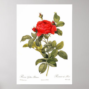 Poster Pontiana do gallica de Rosa