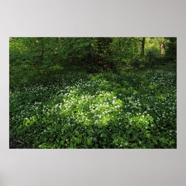 Pôster Ponto de Alho (Frente)