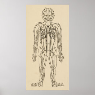 Pôster Pontos meridianos dos caminhos da acupunctura do