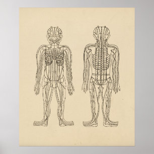 Pôster Pontos meridianos dos caminhos da acupunctura do