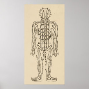 Poster Pontos meridianos dos caminhos da acupunctura do