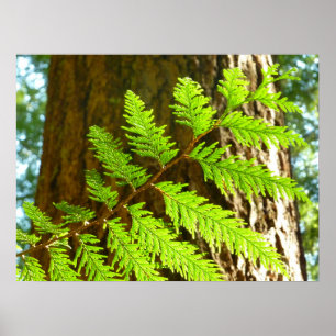 Poster Pontos principais da Botânica da Árvore Redwood