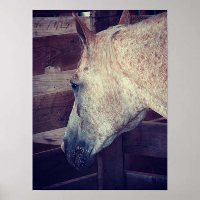 Poster Pony das Américas em Stall (Frente)