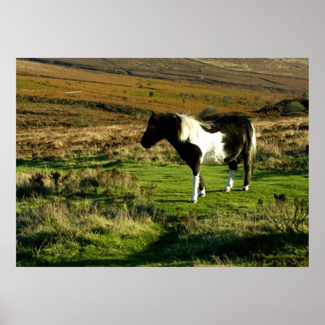 Poster Pony em Dartmoor (Frente)