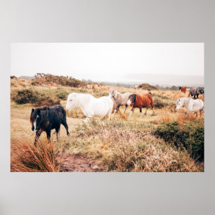 POSTER PONY HERD NO OUTONO
