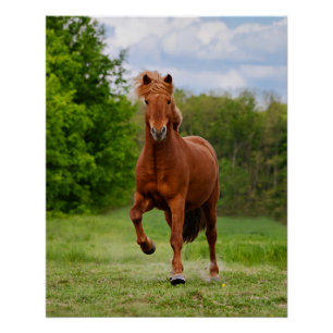 Pôster Pony islandês em uma Tölt Funny Photo Horse Lovers