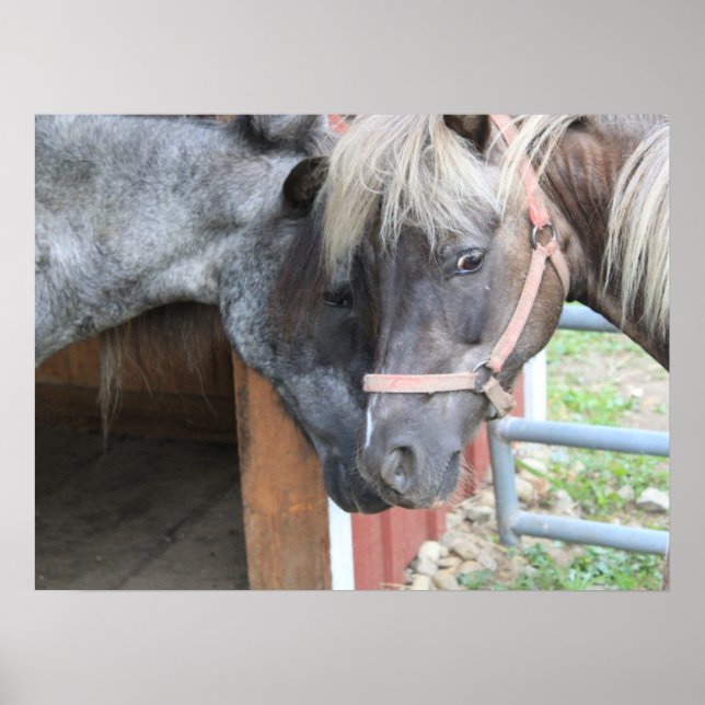 Pôster Pony Nuzzle (Frente)