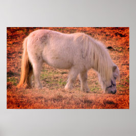 Poster Pony Photo