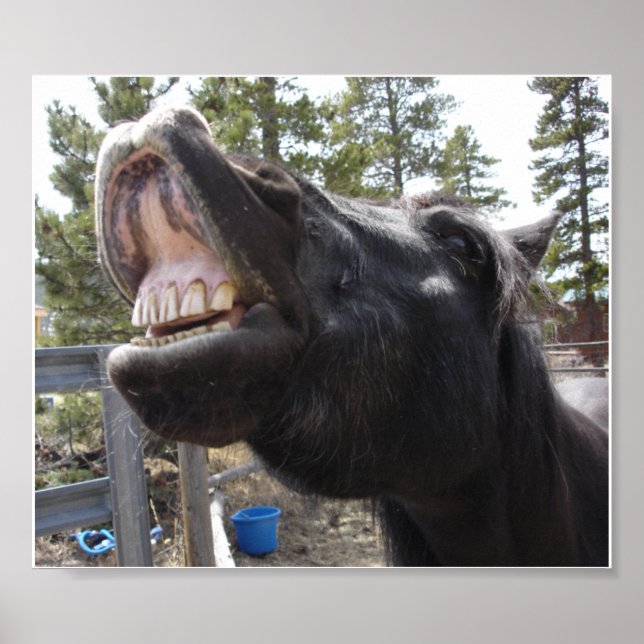 Pôster Pony Talk (Frente)