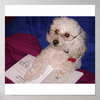 Pôster Poodle