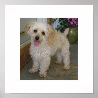 Pôster poodle