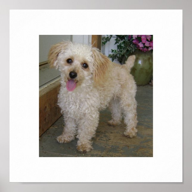 Pôster poodle (Frente)