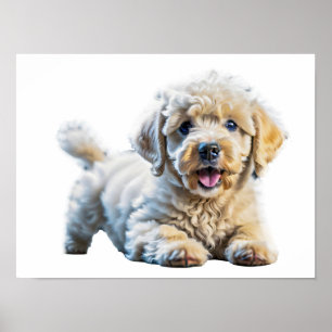 Poster Poodle adorável