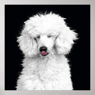 Pôster Poodle Branco bobo