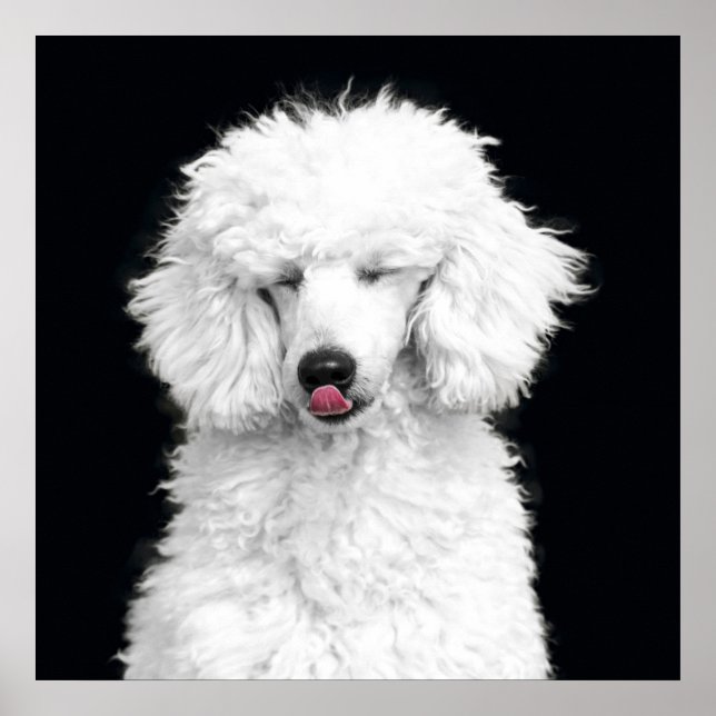 Pôster Poodle Branco bobo (Frente)