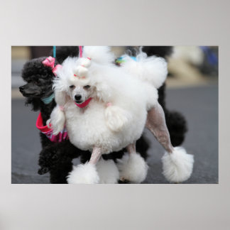 Poster Poodle Day 2010 #6