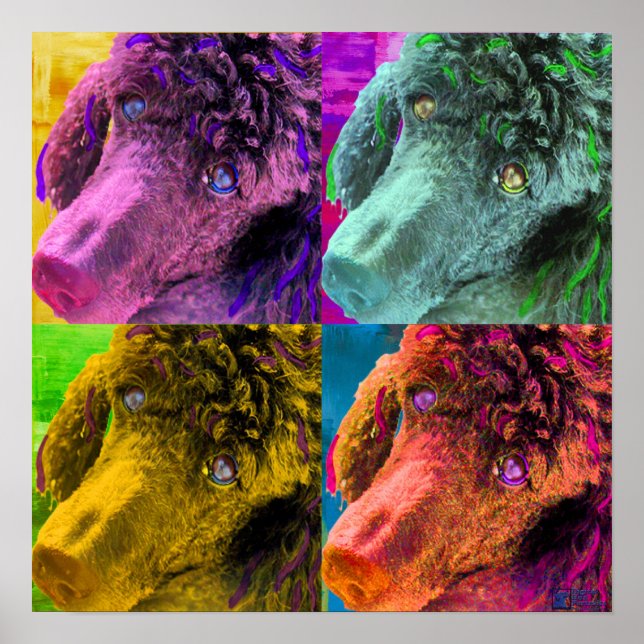 Pôster Poodle Pop Art Colorir Estilo (Frente)