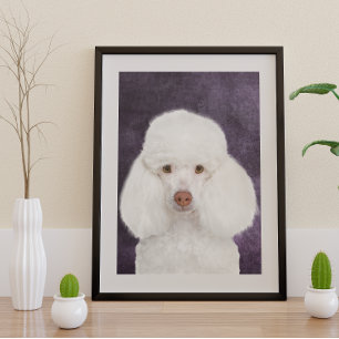 Pôster Poodle Poster