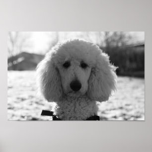 Poster Poodle Preto e Branco Rosto Virado para os Olhos