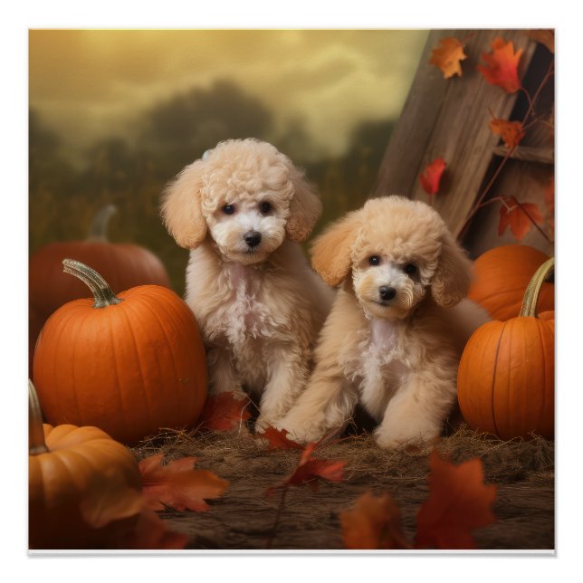 Pôster Poodle Puppy Autumn Delight Pumpkin (Frente)